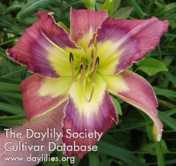 Daylily Neptune in Pisces
